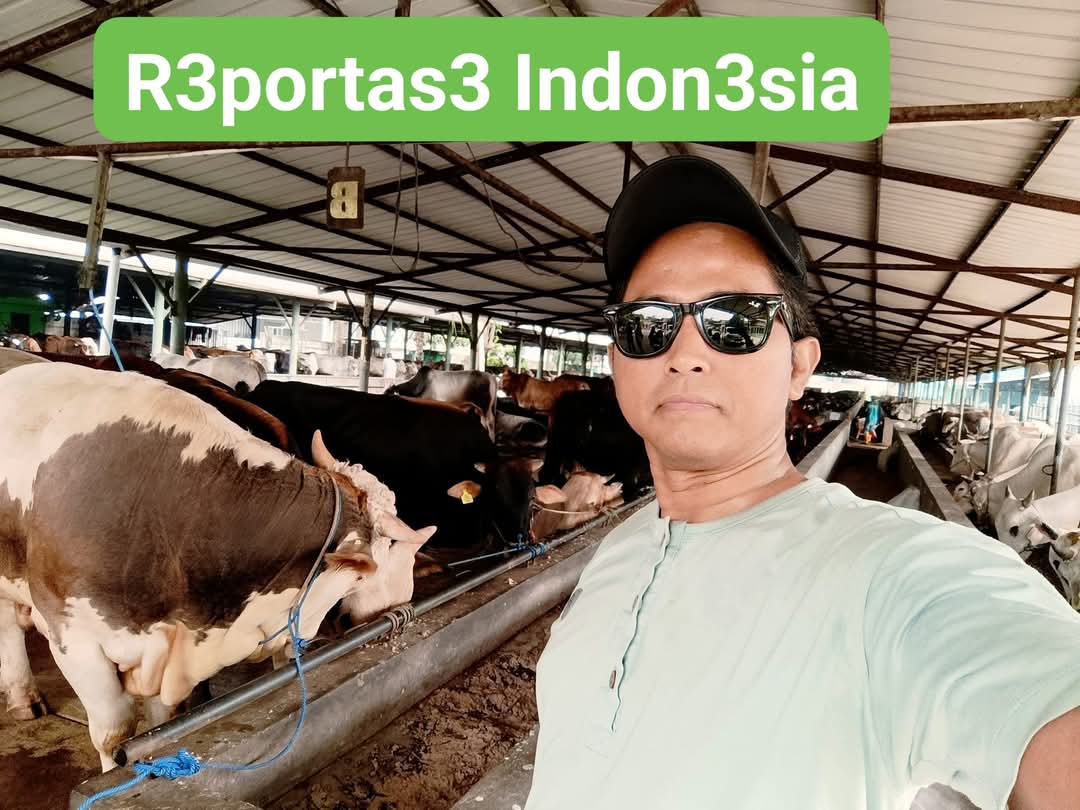Harga Sapi, Domba dan Kambing untuk Hewan Qurban 2025